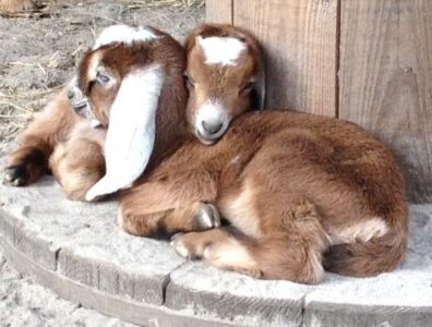 How to Have Happy and Healthy Goat Babies Image